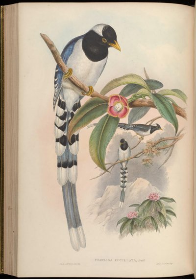 Urocissa cucullata = Urocissa flavirostris cucullata - John Gould